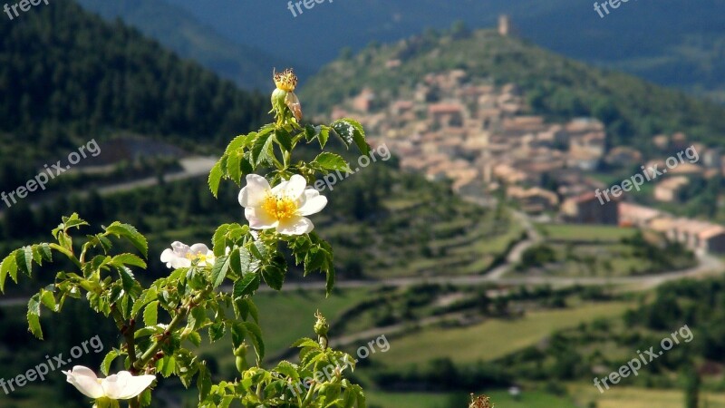 Spring White Flowers Nature People Wild Flowers