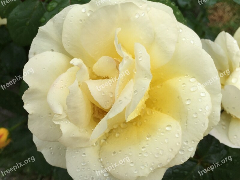 Roses Thorns Beautiful Yellow Plant