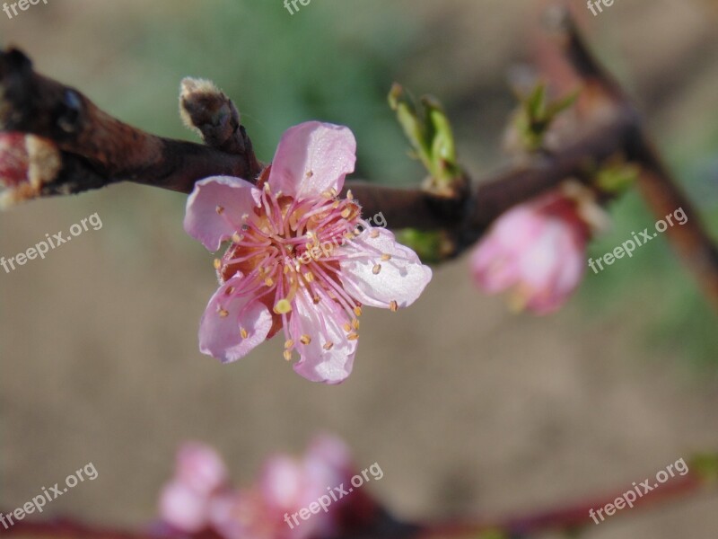 Flower Casey Tree Plant Free Photos