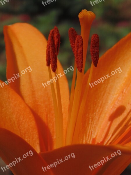 Orange Flower Lily Nature Coloring