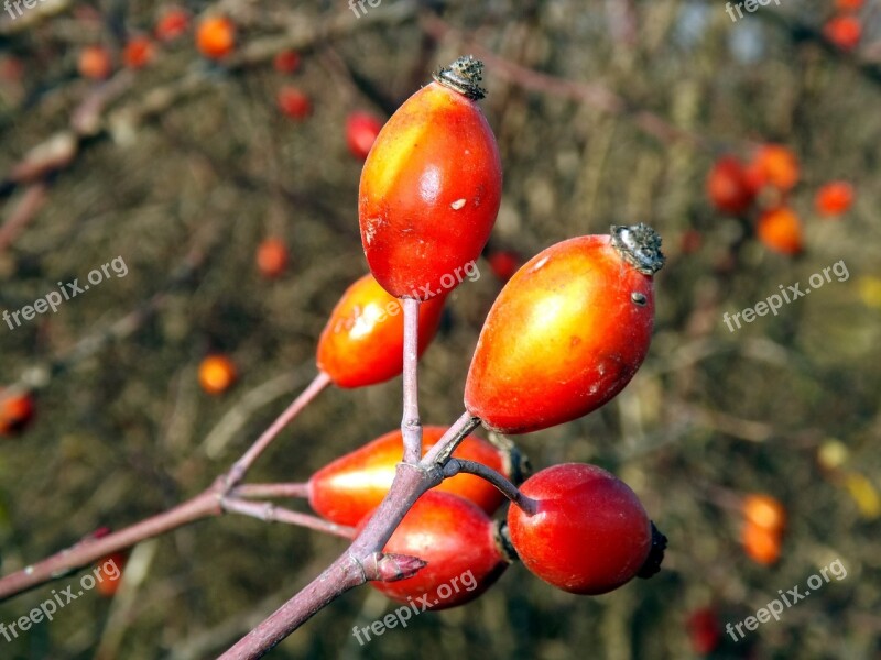 Rosehip Fruit Red Free Photos