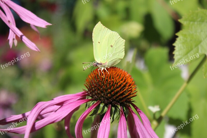 Butterfly Flower Summer Nature Garden Plant