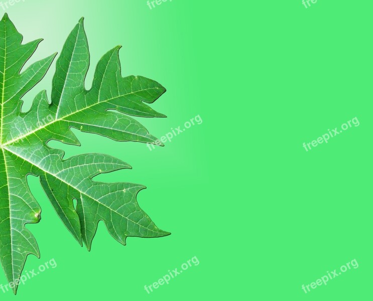 Texture Nature Leaf Paper Background