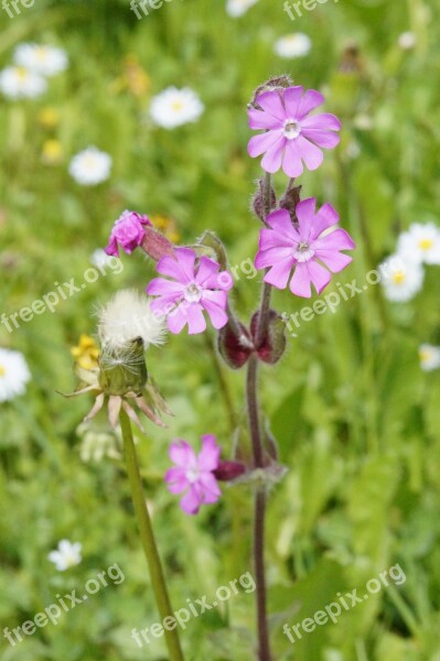 Lichtnelken Meadow Colorful Nature Wild Flowers