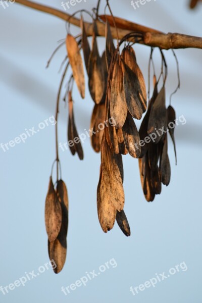 Ash Seeds Dry Seed Free Photos