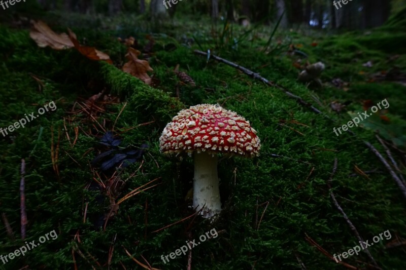 Fly Agaric Mushroom Toxic Forest Forest Floor