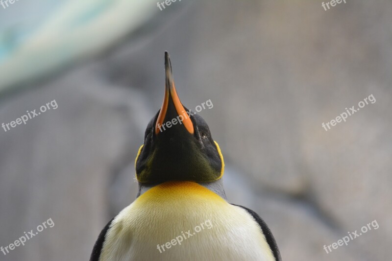 Penguin Bird Bill Animal Tiergarten