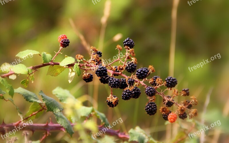 Blackberries Berries Wild Fruit Zarza