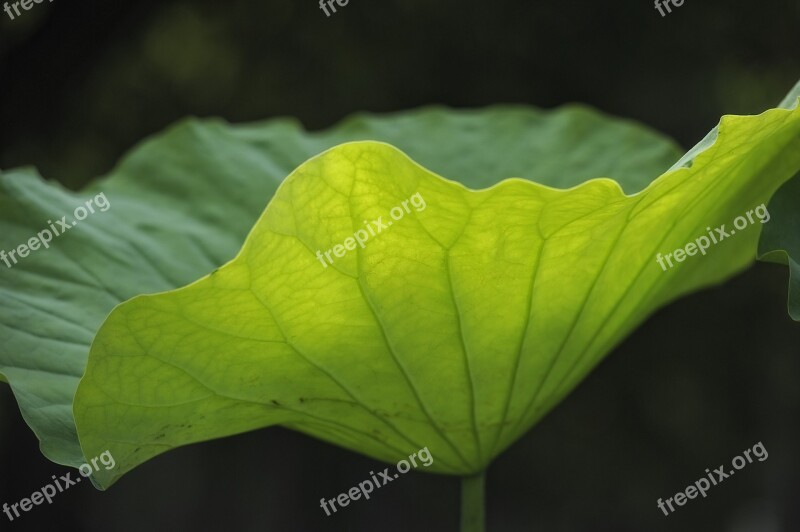 Lotus Leaf Vein Light Transmittance Free Photos