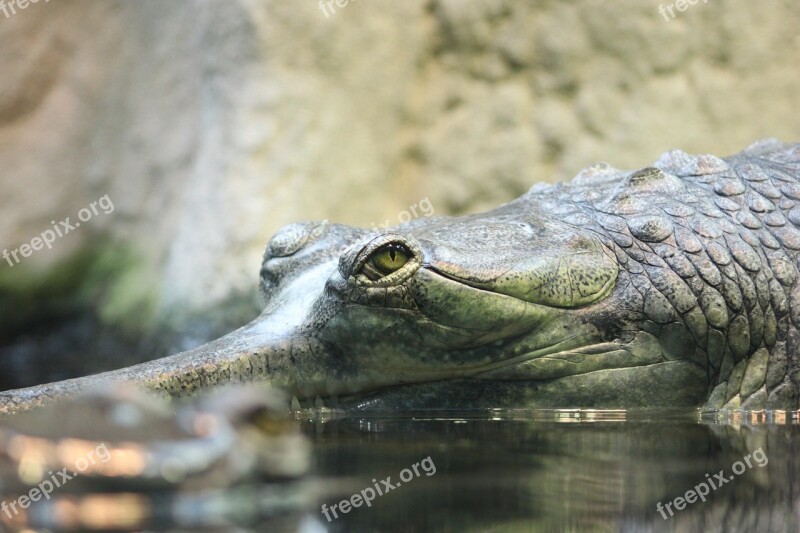 Crocodile Nature Animals Living Nature Zoo