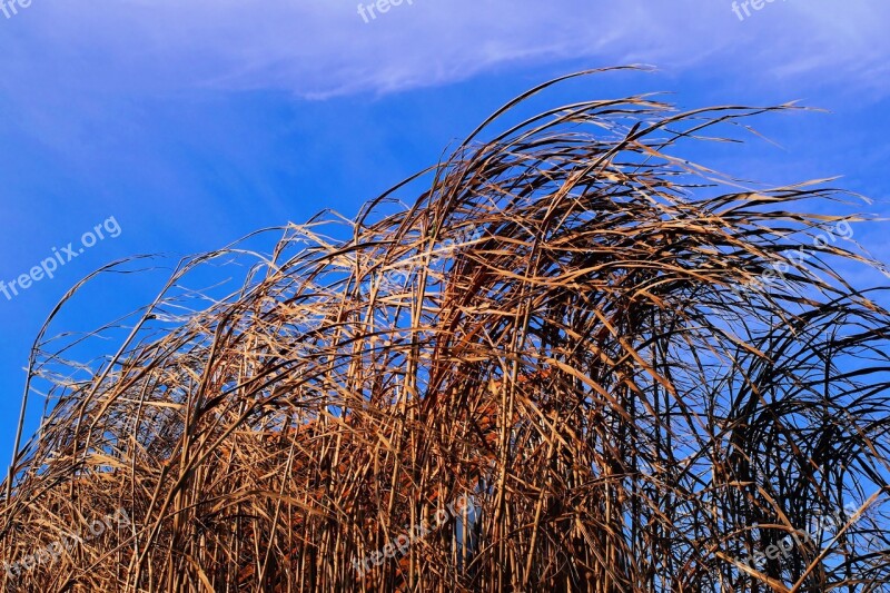 Reed Nature Pond Plant Marsh Plant Sky