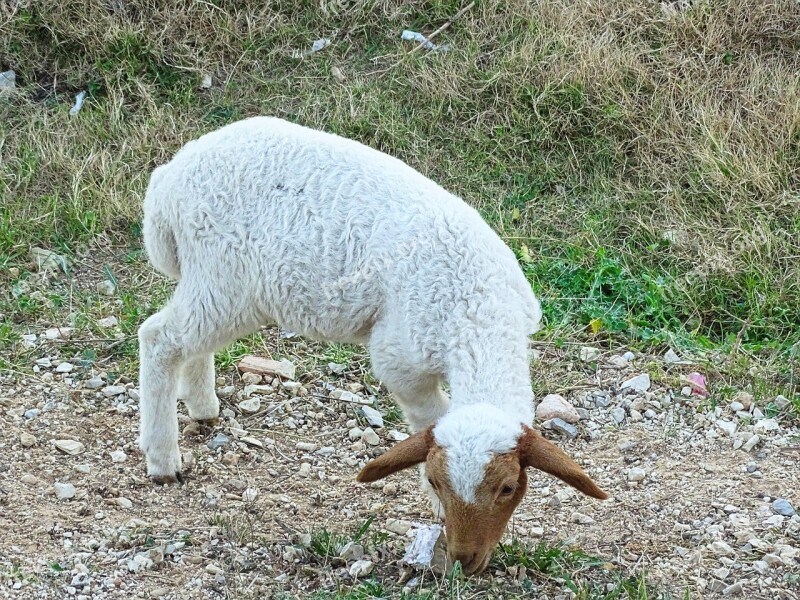 Lamb Sheep Animal Breeding Nature