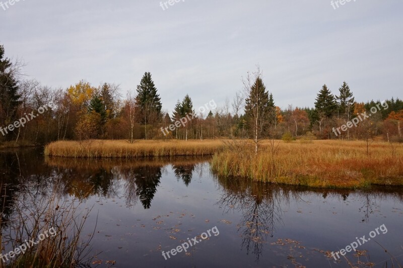 Lake Moor Forest Palsen Tree Spruce