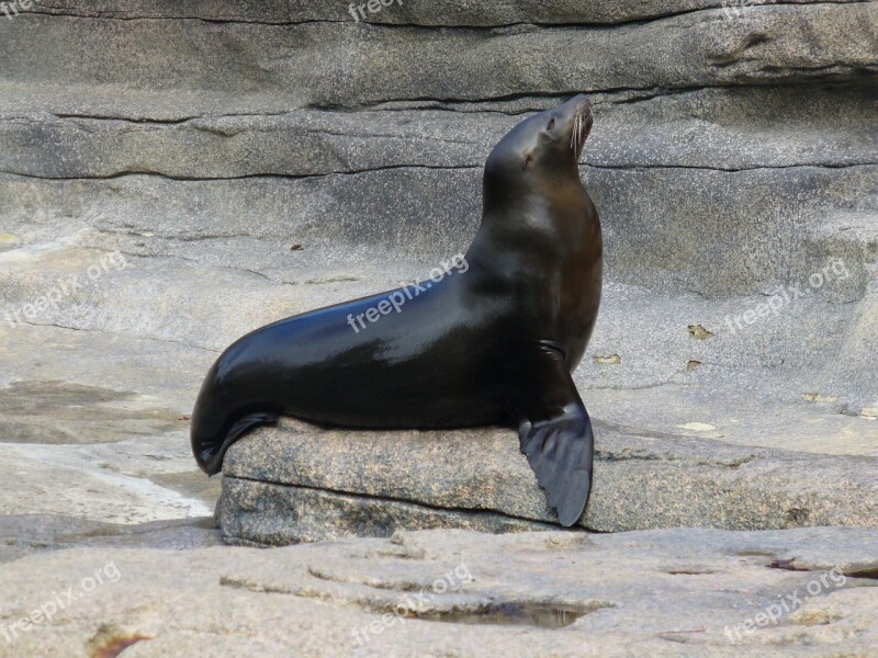 Sealion California Ocean Sea Lion