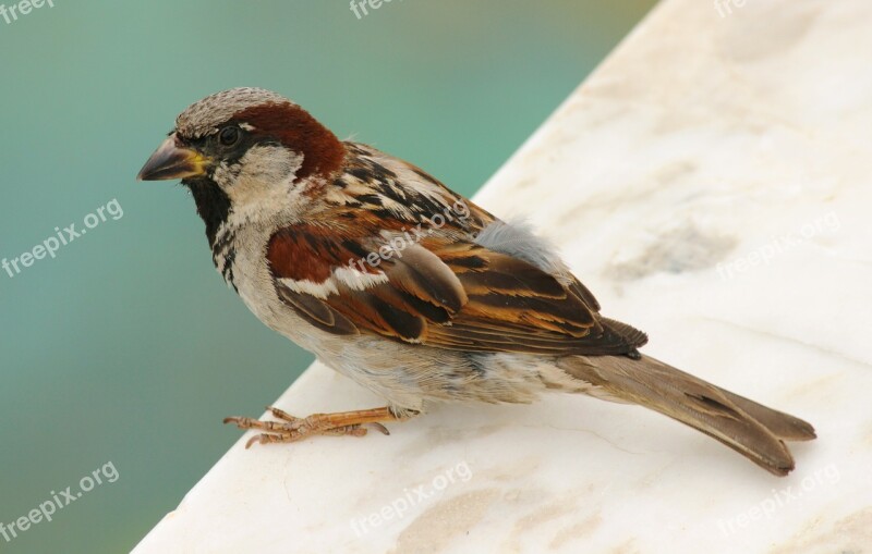 Bird Sparrow Nature Beak Fly