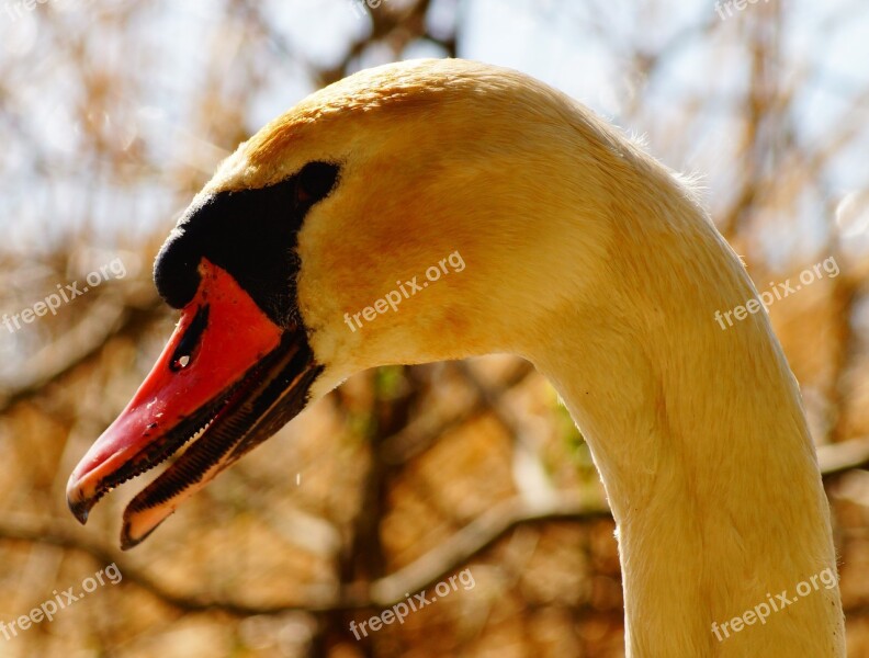 Wild Birds Animal Beak Water Bird Swan