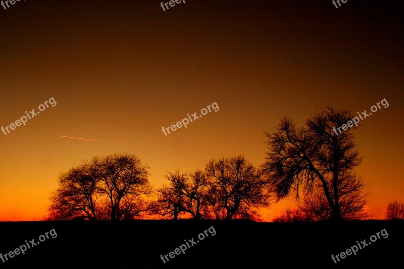 Sunset Red Tree In The Evening Shadow