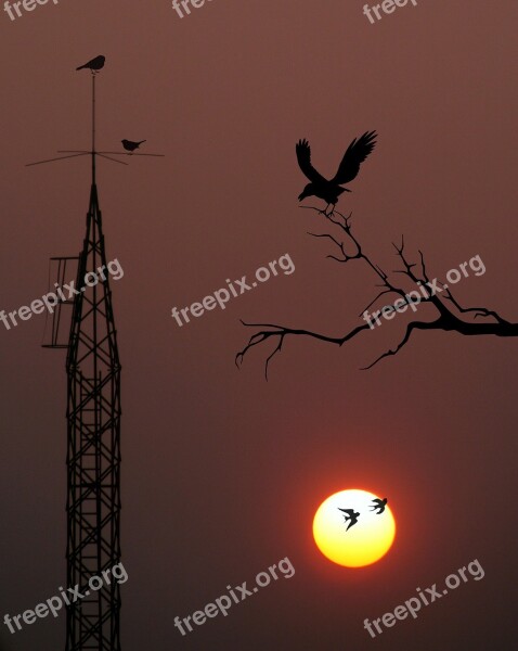 East Pole Sun Birds Antenna