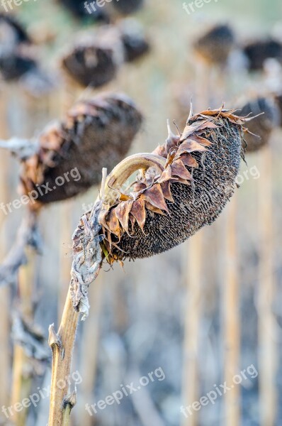 Sunflowers Fall Harvest Season Browned Crinkle