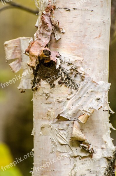 Birch Tree Bark Peeling Bark Fall Autumn