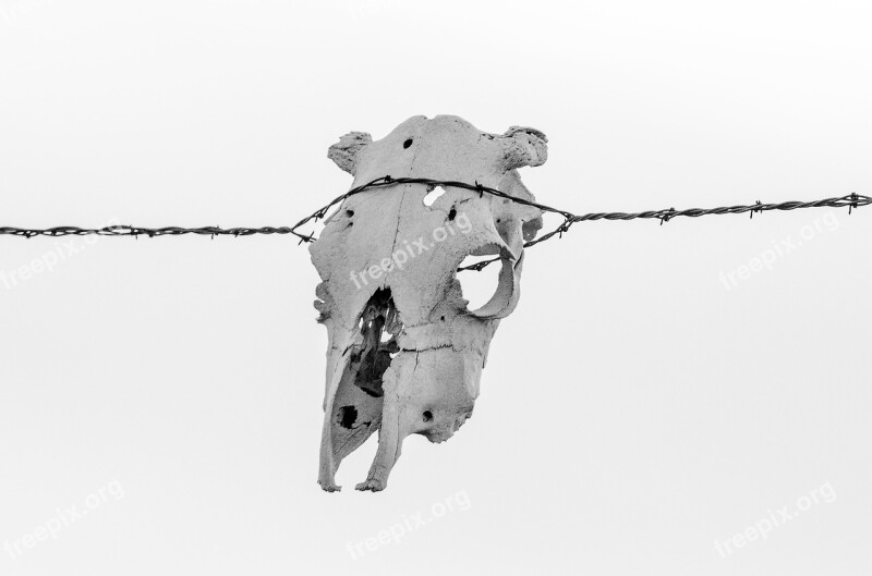 Barbwire Skull Cow Skull Ranch Rustic