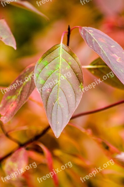 Leaf Leaves Fall Autumn Fall Leaves