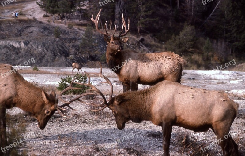 Bull Elk Sparring Wildlife Nature Outdoors