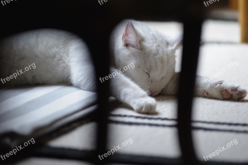 Solid White Cat White Cat Sleeping Rest Pets