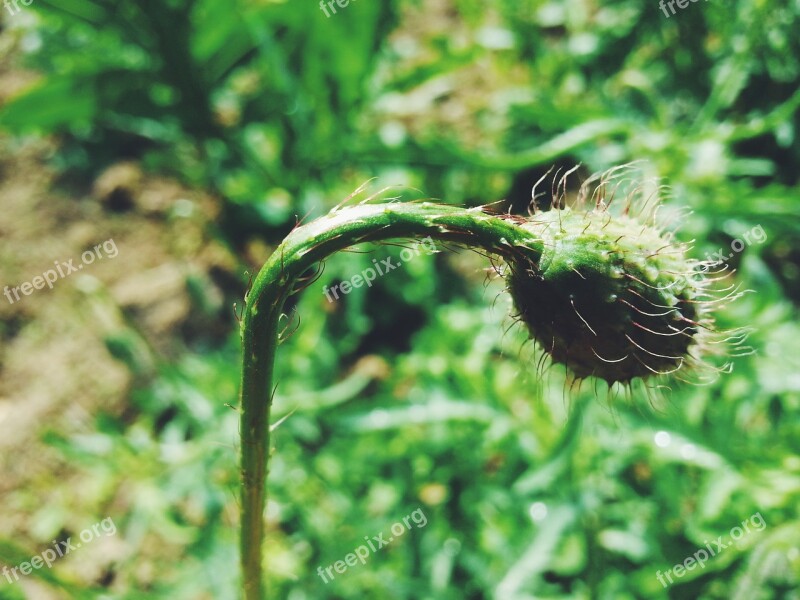 Weed Plantation Garden Flower Macro