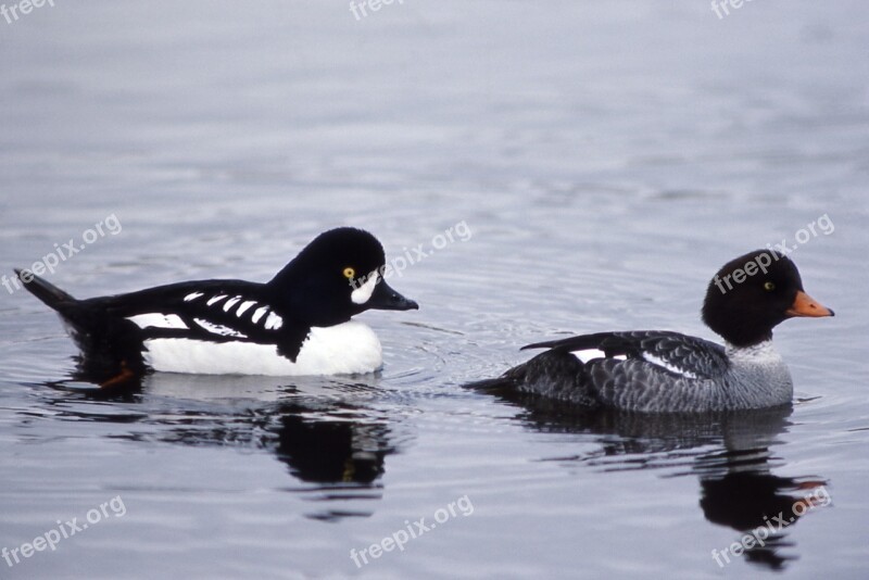 Barrow's Goldeneye Ducks Drake Hen Swimming