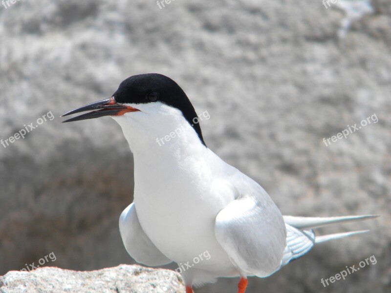 Seagull Bird Standing Water Ocean