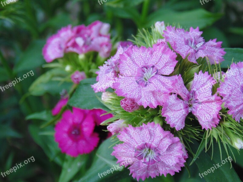 Flowers Pink Leaves Green Pestle