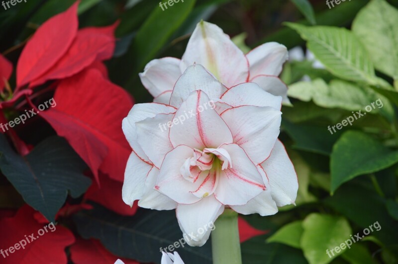 Flower White Leaves Garden Nature