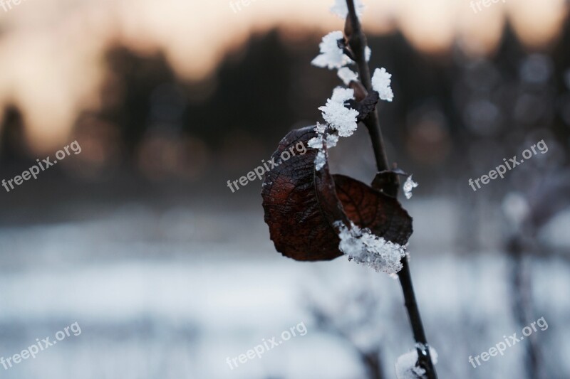 Leaf Ice Iced Winter Frozen