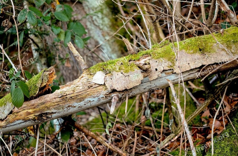 Branch Canceled Arid Old Forest