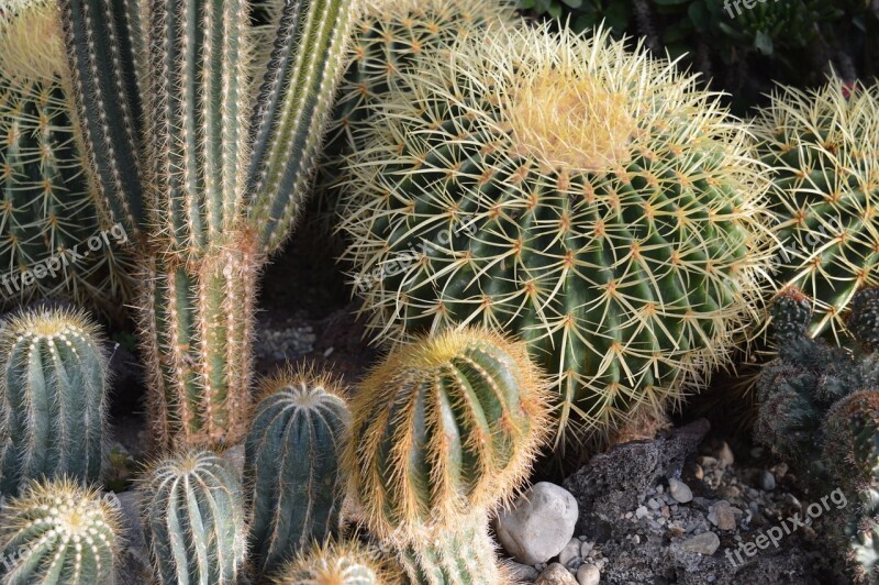 Cactus Cacti Plant Desert Botany