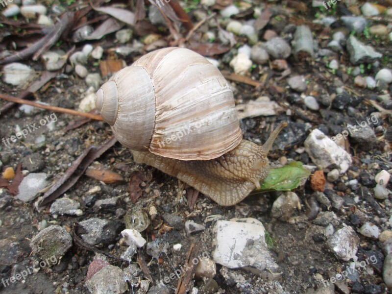 Snail Crawl Schnecknehaus Slowly Mollusk