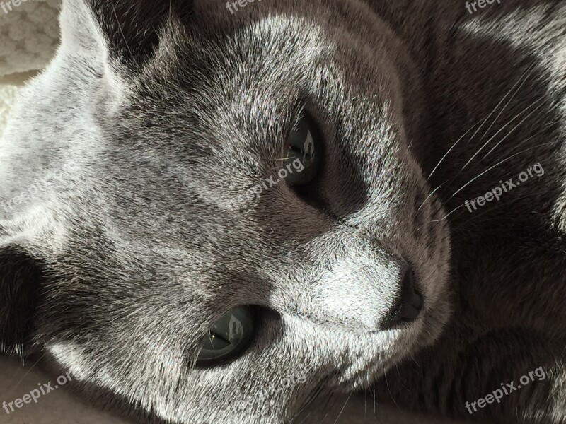 Cat Russian Blue Fur Smooch Eyes