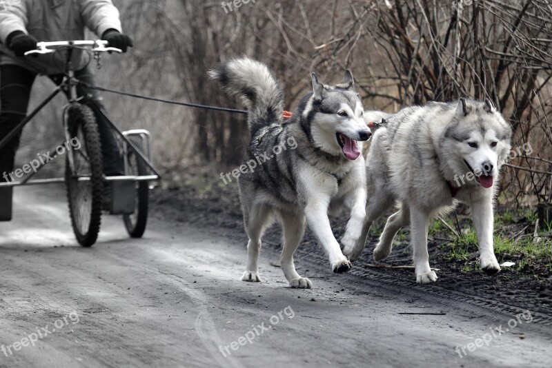 Husky Sled Dogs Adamczak Free Photos