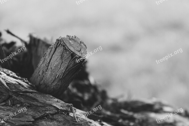 Log Tree Wood Bark Nature