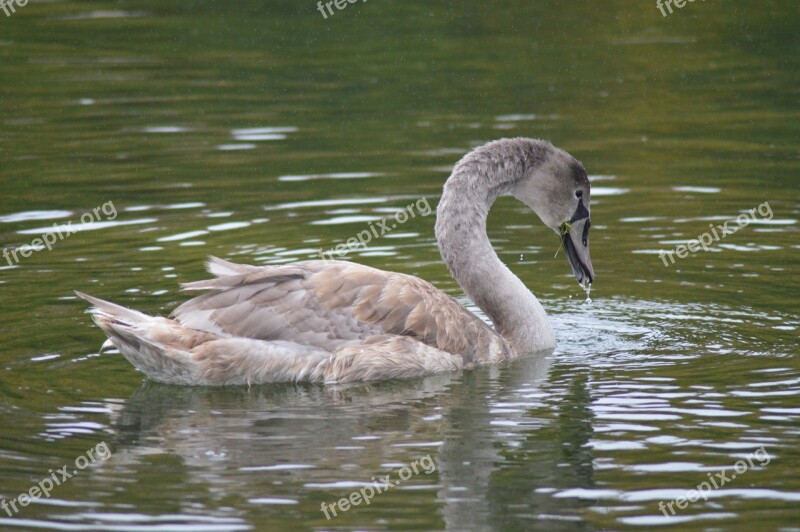 Swan Bird Lake Majestic Pond