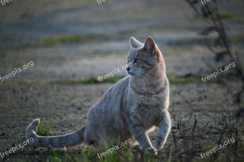 Cat Mackerel Breed Cat Mieze Tiger Cat