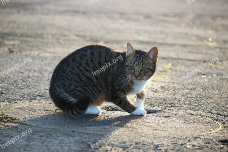 Cat Kitten Mackerel Young Cat Domestic Cat