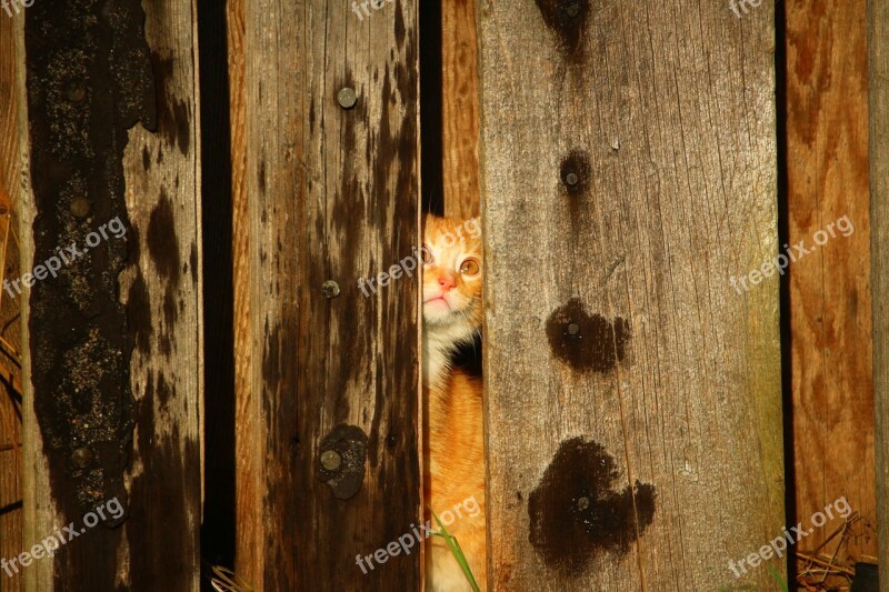 Cat Kitten Wooden Wall Hiding Place Red Mackerel Tabby