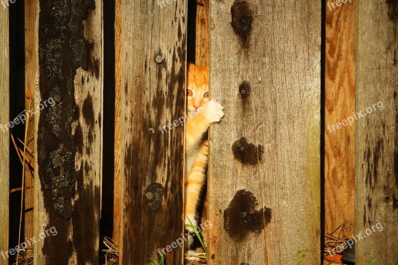 Cat Kitten Wooden Wall Hiding Place Red Mackerel Tabby