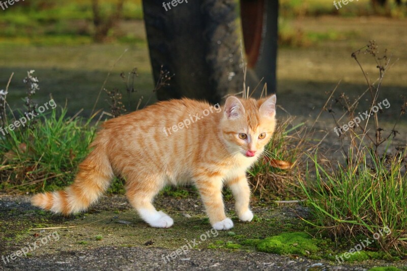 Cat Kitten Red Mackerel Tabby Cat Baby Young Cat