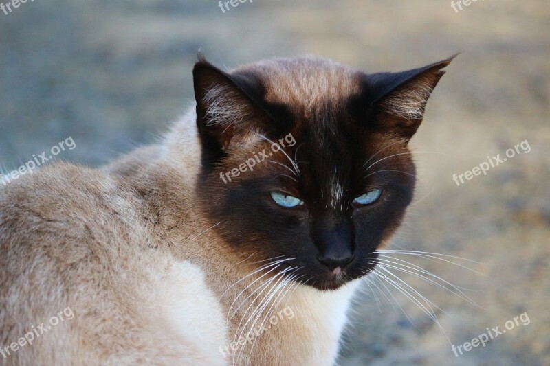 Cat Siamese Cat Siam Mieze Breed Cat