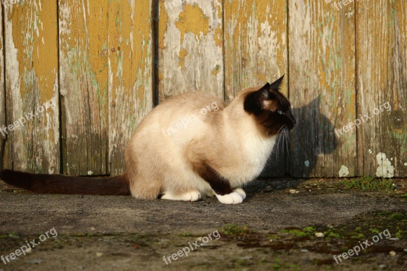 Cat Siamese Cat Siam Breed Cat Grass