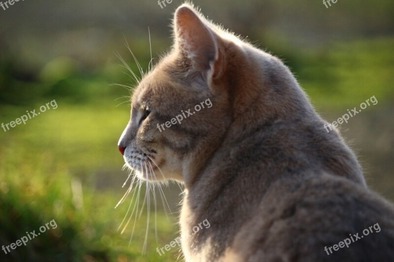 Cat Mackerel Breed Cat Grass Mieze