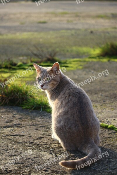 Cat Mackerel Breed Cat Grass Mieze